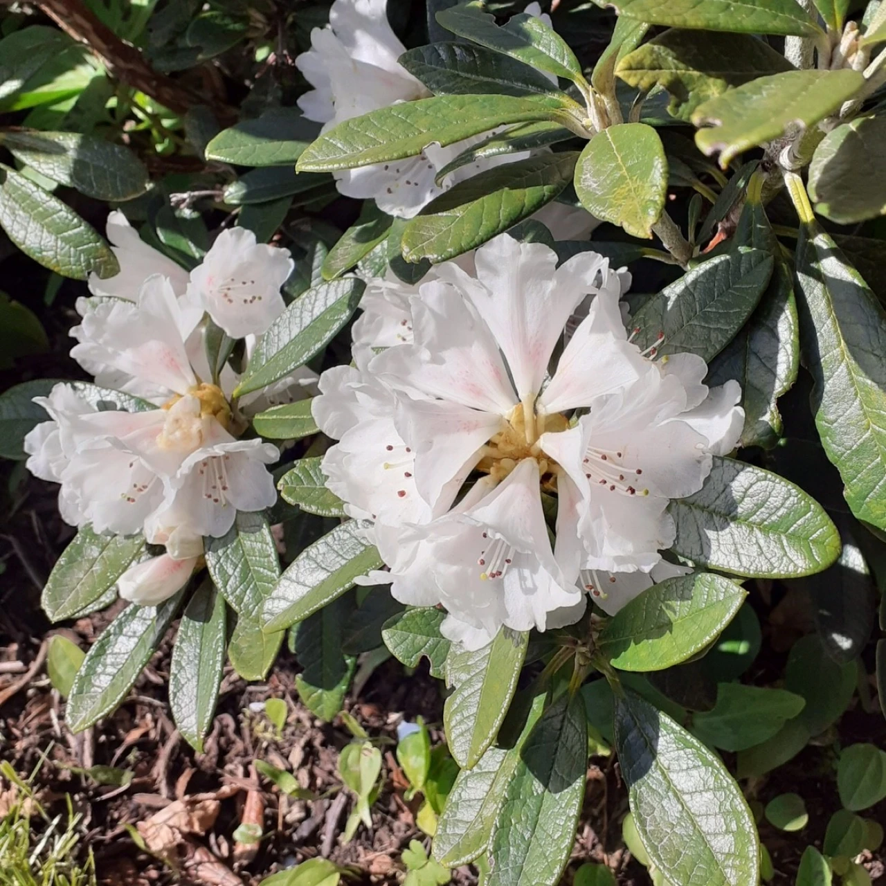 R. farinosum